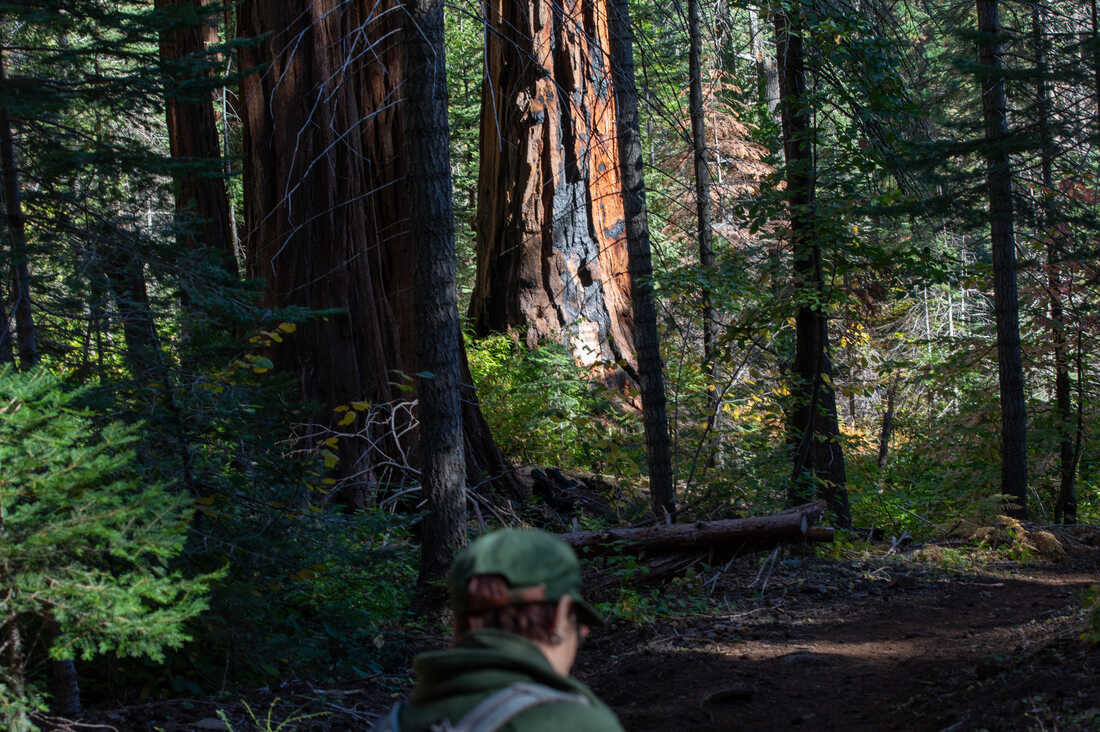 Sequoia National Park was established to protect giant sequoia trees, the largest living trees by volume on Earth.