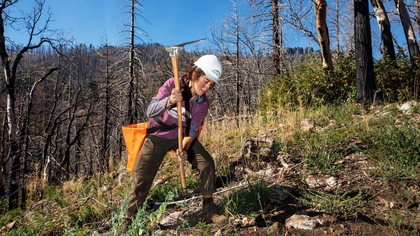 Replanting follows wildfires that burned thousands : NPR