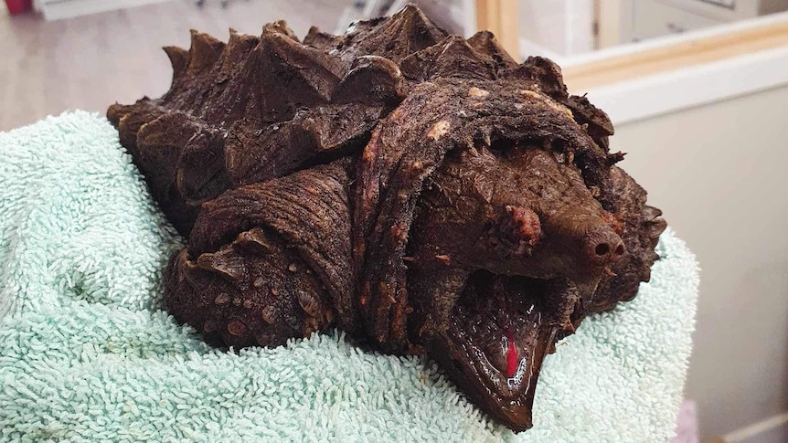 Alligator snapping turtle pulled from lake in northern England, named Fluffy by rescuers