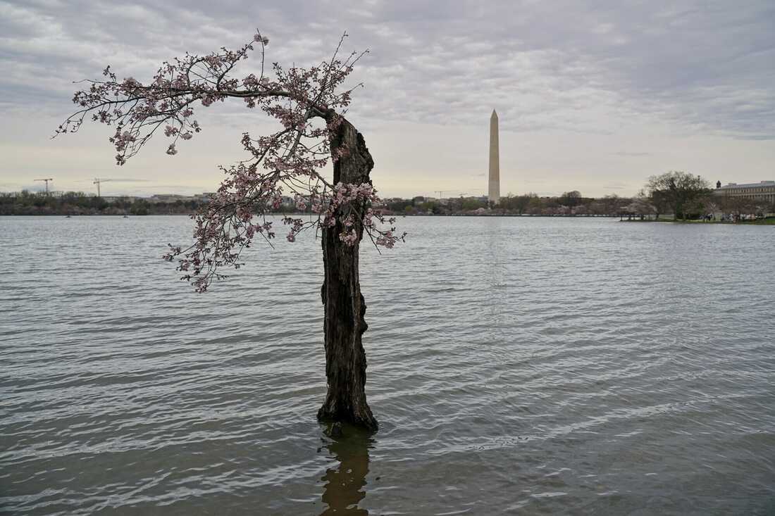 150 of D.C.’s cherry blossom trees will be cut down due to sea rise : NPR