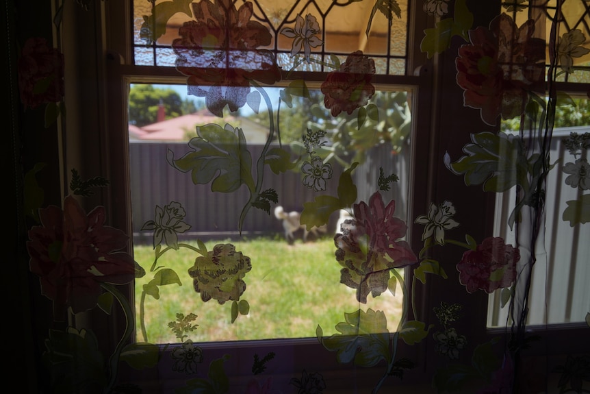 Photo taken through pink lace curtains of bed room out inside yard where two huskies are exploring