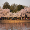 What The Cherry Blossom Bloom Can Tell Us About Climate Change