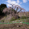 'A Reminder That Nature Is Strong': In Japan, A 1,000-Year-Old Cherry Tree Blooms