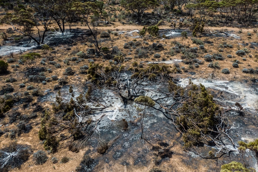 Dundas Shire calls for better resourcing to prevent future closures of fire-prone Eyre Highway