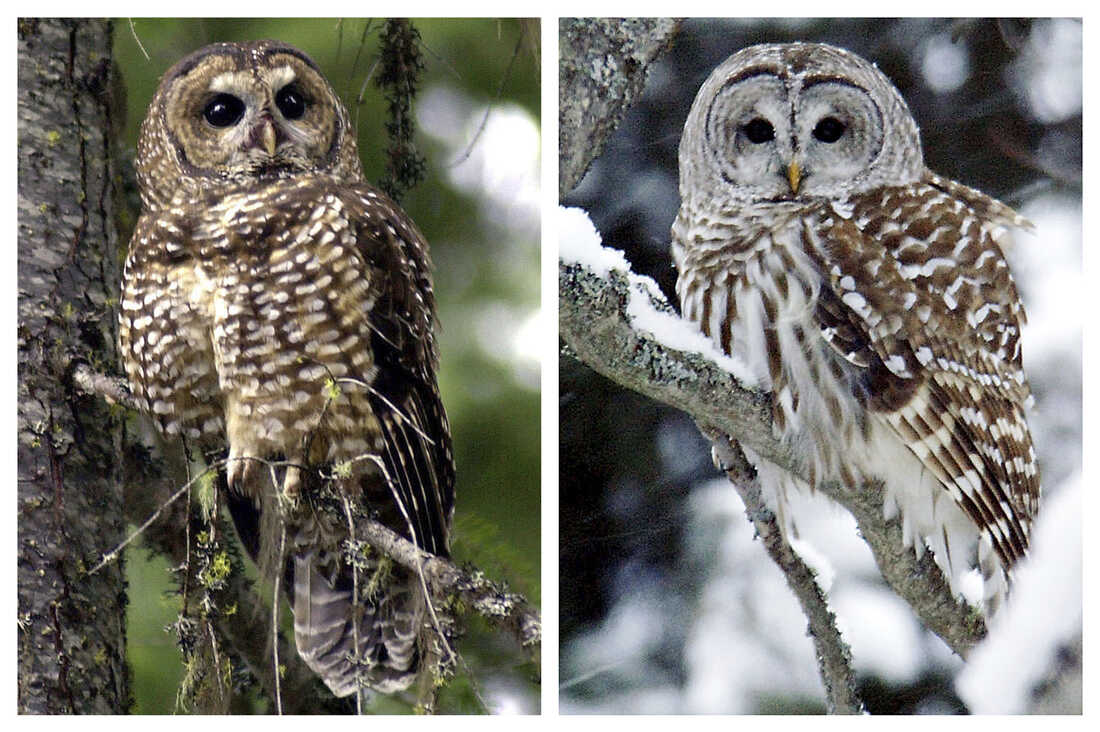 U.S. proposes killing barred owls to save northern spotted owls : NPR